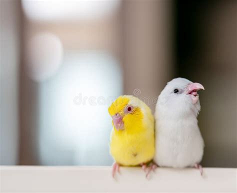 Pair Of Tiny Parrot Parakeet White And Yellow Forpus Bird Stock Photo