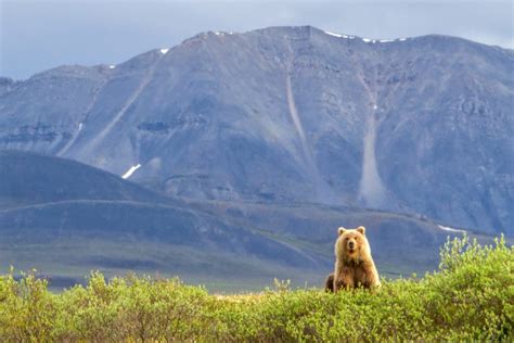 8 Reasons The Arctic National Wildlife Refuge Is A Must
