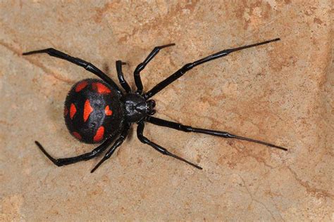 For the most part, black widows live peacefully in close proximity to humans with little contact. Does the Black Widow Spider Kill her Mate? | Pitara Kids ...