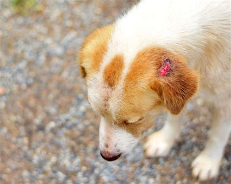 Scabs On Dogs Ears