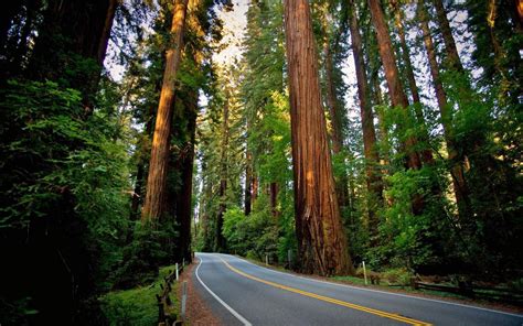 Download Road Sequoias Redwood Nature Landscape Forest By Lbanks91
