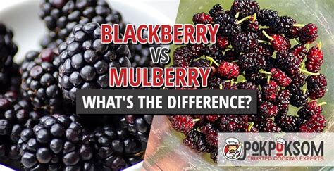 Blackberry Vs Mulberry Whats The Difference