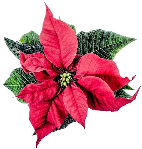 Download Christmas Poinsettia Flower Png Image For Free