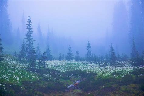 Foggy Meadow 2 Photograph By Lynn Hopwood Fine Art America