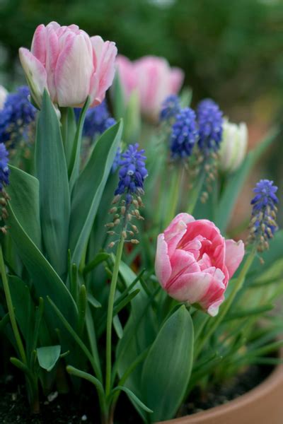 How To Plant Fall Bulbs Now For Incredible Spring Color