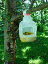 Images of Apple Tree Bug Control