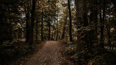 Download Wallpaper 3840x2160 Forest Path Trees Autumn Nature 4k Uhd