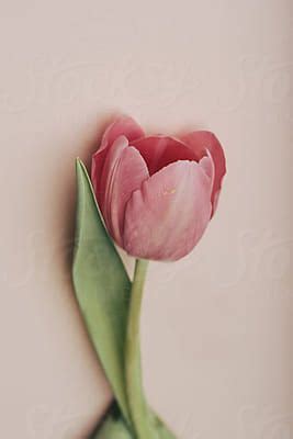 Close Up Of Pink Tulip Flower On Pink By Stocksy Contributor Amir
