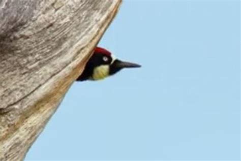 weasel hitches ride on woodpecker [video]