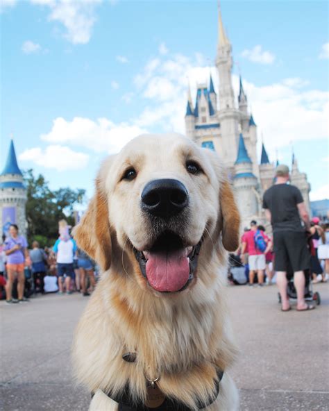 Service Dog In Training In Front Of Cinderellas Castle At Walt Disney