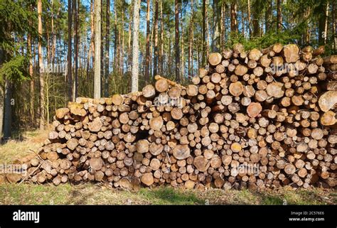 Pile Of Wood In A Forest Stock Photo Alamy