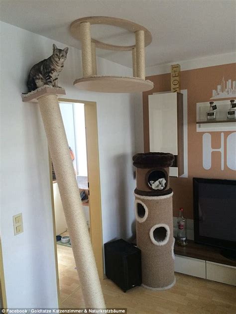 Goldtatze Cat Furniture That Hangs From Your Walls And Ceilings Daily