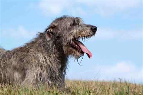 Best Irish Wolfhound Dog Food Spot And Tango