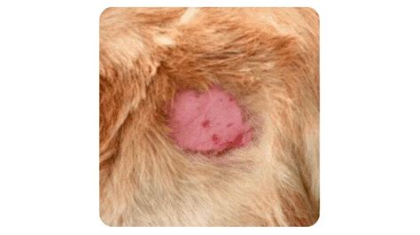 Staph Skin Infection In Dogs Best 3 Antibiotics Pet Care