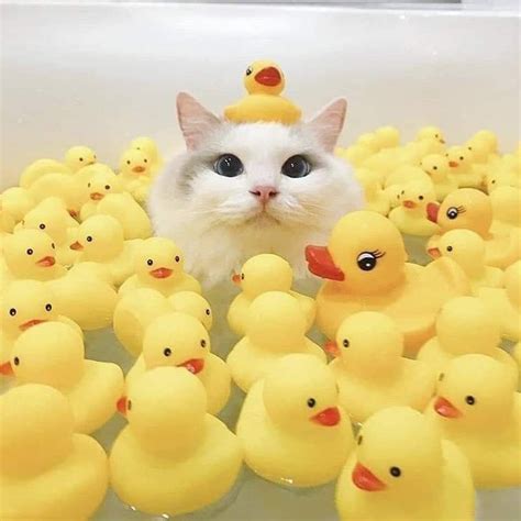Cat In Bathtub With Many Rubber Duckies Cute Baby Animals Cute