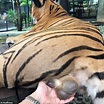 Turista stringe i testicoli di una tigre allo zoo per farsi un selfie ...