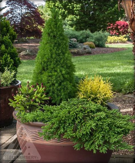 Dwarf And Miniature Conifers Are Perfect For Containers Gardens Since