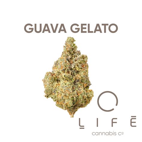 Life Cannabis Co Guava Gelato Weedmaps