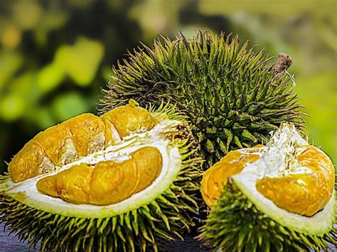 mimpi buah durian togel