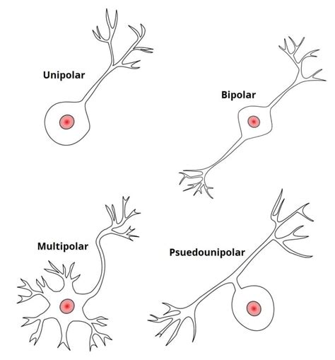 Ultrastructure Of Nerves Classification Neurones Teachmeanatomy