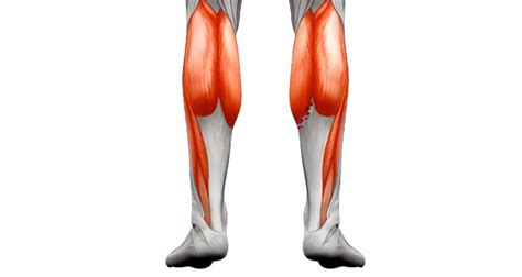 Calf Strain Treatment And Rehabilitation And Exercises