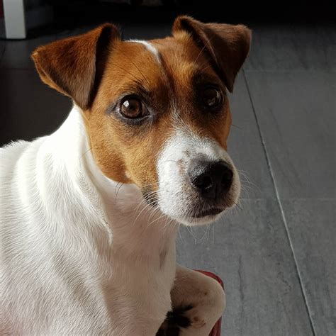 18 Reasons Why Jack Russell Terrier Shouldnt Be Trusted Page 3 Of 6
