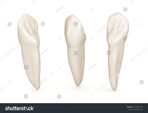 Dental Anatomy Maxillary Central Incisor Tooth Stock Illustration