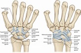 The Hand and Wrist | Musculoskeletal Key