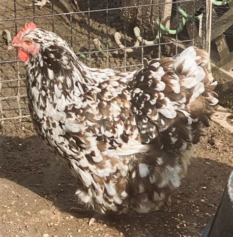 Bym Chicken Hatching Eggs Ameraucana Orpington Wyandotte Maran