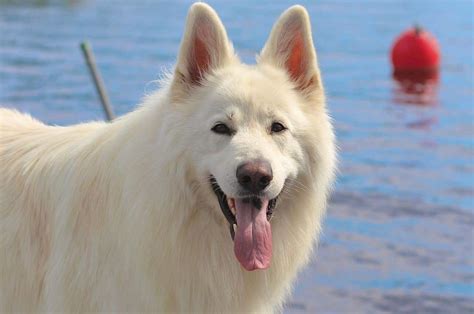 Top 5 White German Shepherd Breeders In The Us