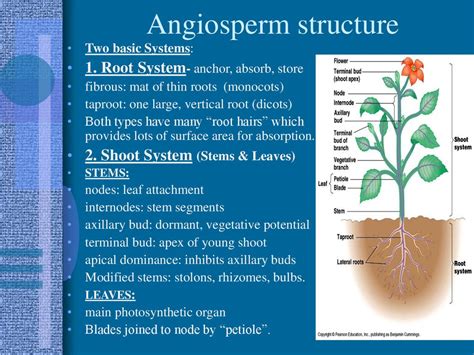 Plant Reproductive System Angiosperms Britannica