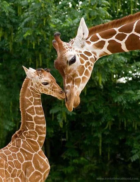 Photographie Roeselien Raimond Girafe Et Girafon Animals Wild