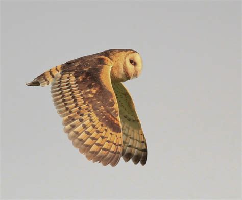 The tail should help a barn own keep itself balanced, whether it be while flying or perched barn owls are called barn owls because they roost in barns and churches, and there's already a church owl. Vietnam Bird News: Grass Owl : breeding season well underway