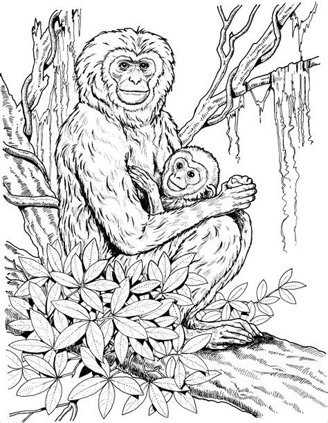 Chimpanzee Coloring Pages Coloringbay