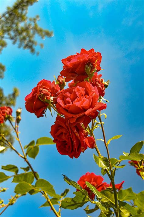 Background image gambar unduh gambar gambar gratis wallpaper foto dan gambar bunga cantik untuk laptop tuhan memang maha indah dan mencintai keindahan dia. Paling Keren 30+ Wallpaper Gambar Taman Bunga Mawar ...