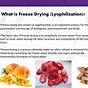 Basic Principles Of Freeze Drying