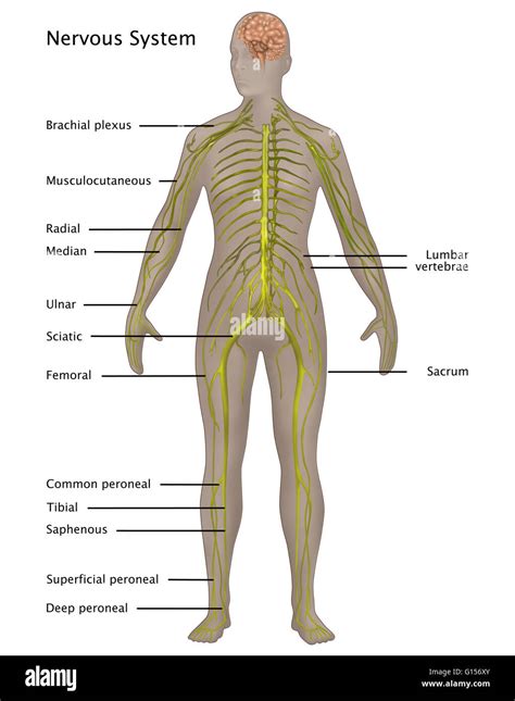 Illustration Of The Nervous System In The Female Anatomy Labeled