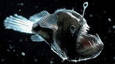 6 datos sorprendentes del fondo del mar que no sabías – Badabun