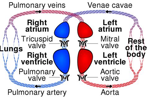 The systemic circulation refers to the path that carries blood from the left ventricle, through the body, back to the right atrium. systemic circulation - Wiktionary