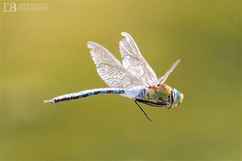 Dragonflies In Flight