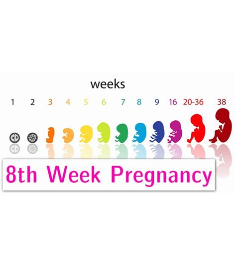 Symptoms Of 8th Week In Pregnancy Baby Development And Tips