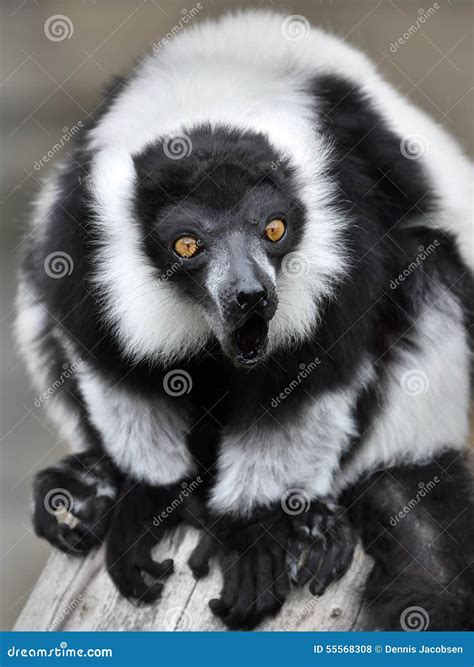 Black And White Ruffed Lemur Varecia Variegata Stock Photo Image Of