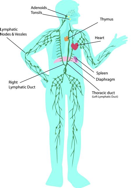 Lymphatic Drainage Of Liver