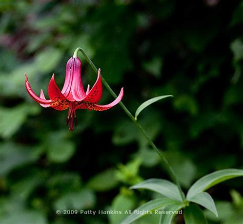 Canada Lily Lilium Canadense Beautiful Flower Pictures Blog