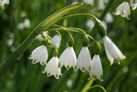 Summer Snowflake Leucojum Aestivum Shipton Bulbs