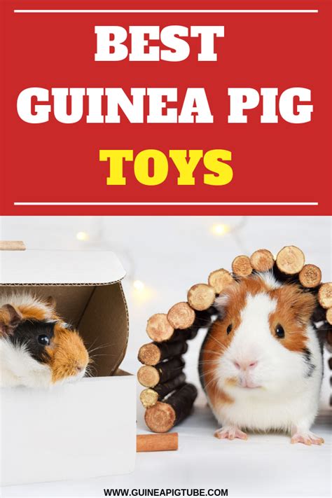 Do Guinea Pigs Need Toys Rina Dallas