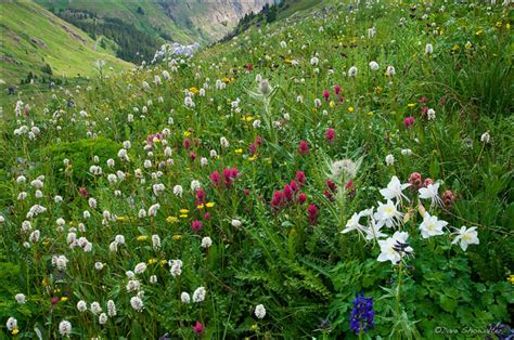 Wildflower Garden Gunnison National Forest Colorado Dave Showalter