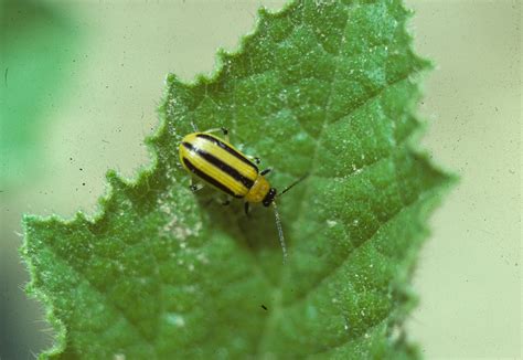 Vegetable Cucumber Beetle Striped Center For Agriculture Food And