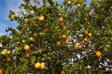 Florida Orange Groves Stock Photos Pictures And Royalty Free Images Istock