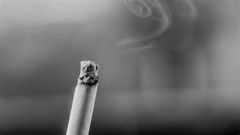gut microbes may drive weight gain after smoking cessation current science daily